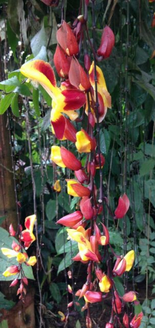 Fargerik blomst i Amazonasjungelen i Ecuador
