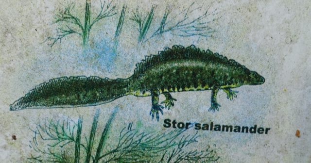 Tegning av salamander