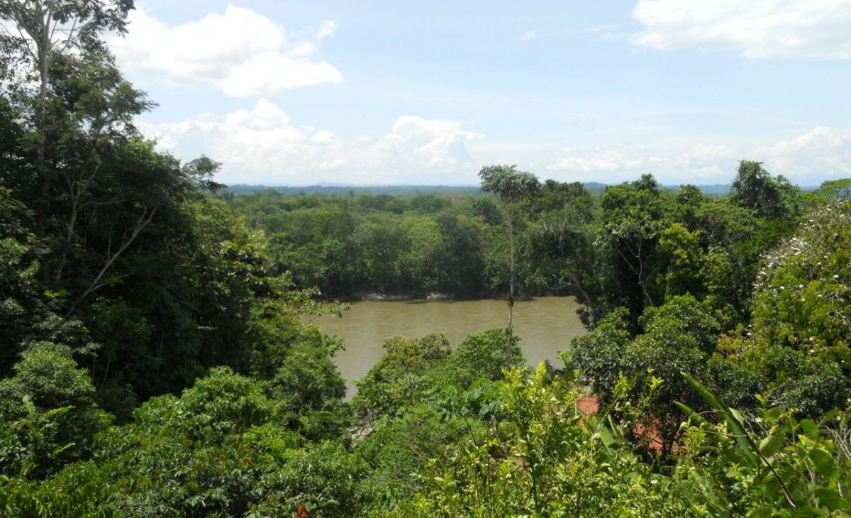 Amazonasjungelen i Ecuador