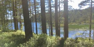 Nissedal skog og vann